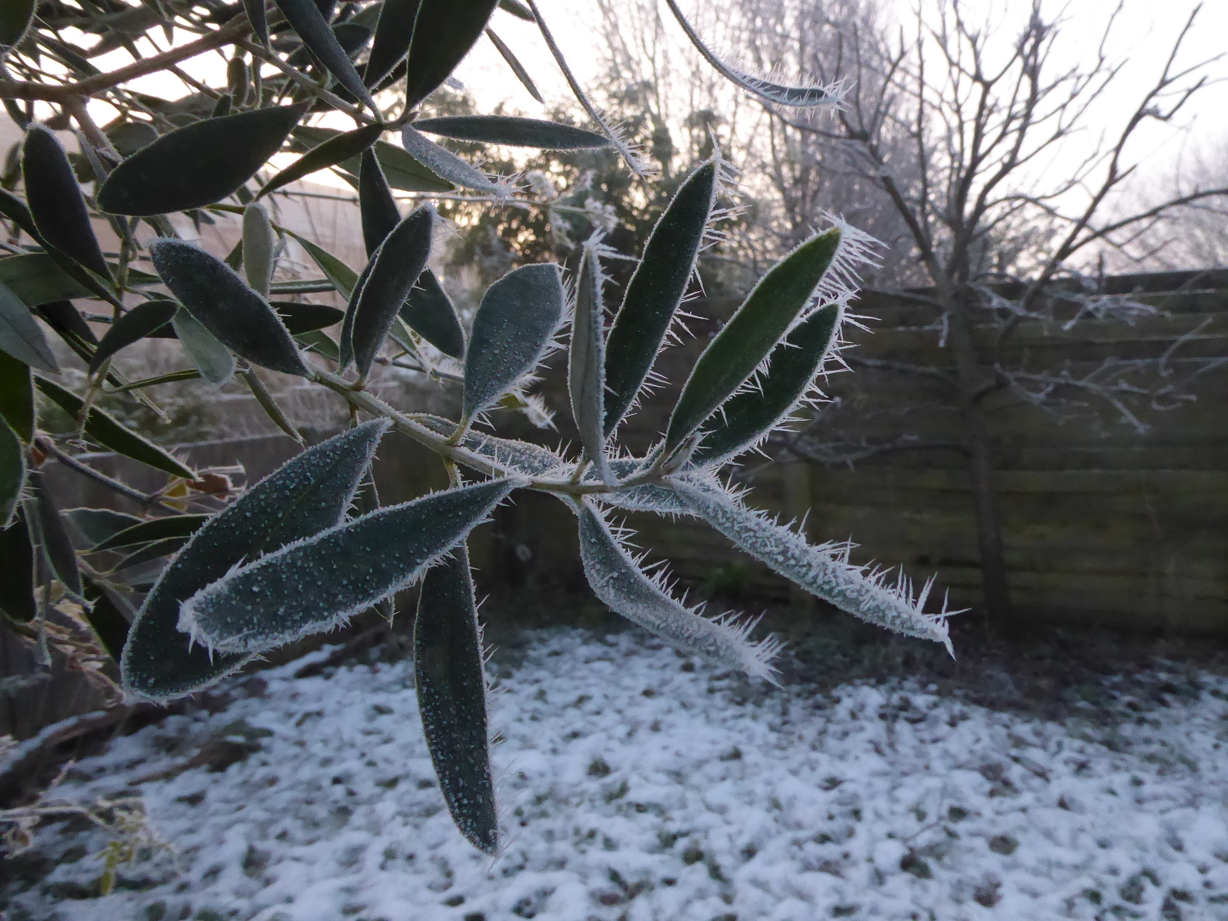 Green leaves of a Jasmin tree covered in white crystallised frost.