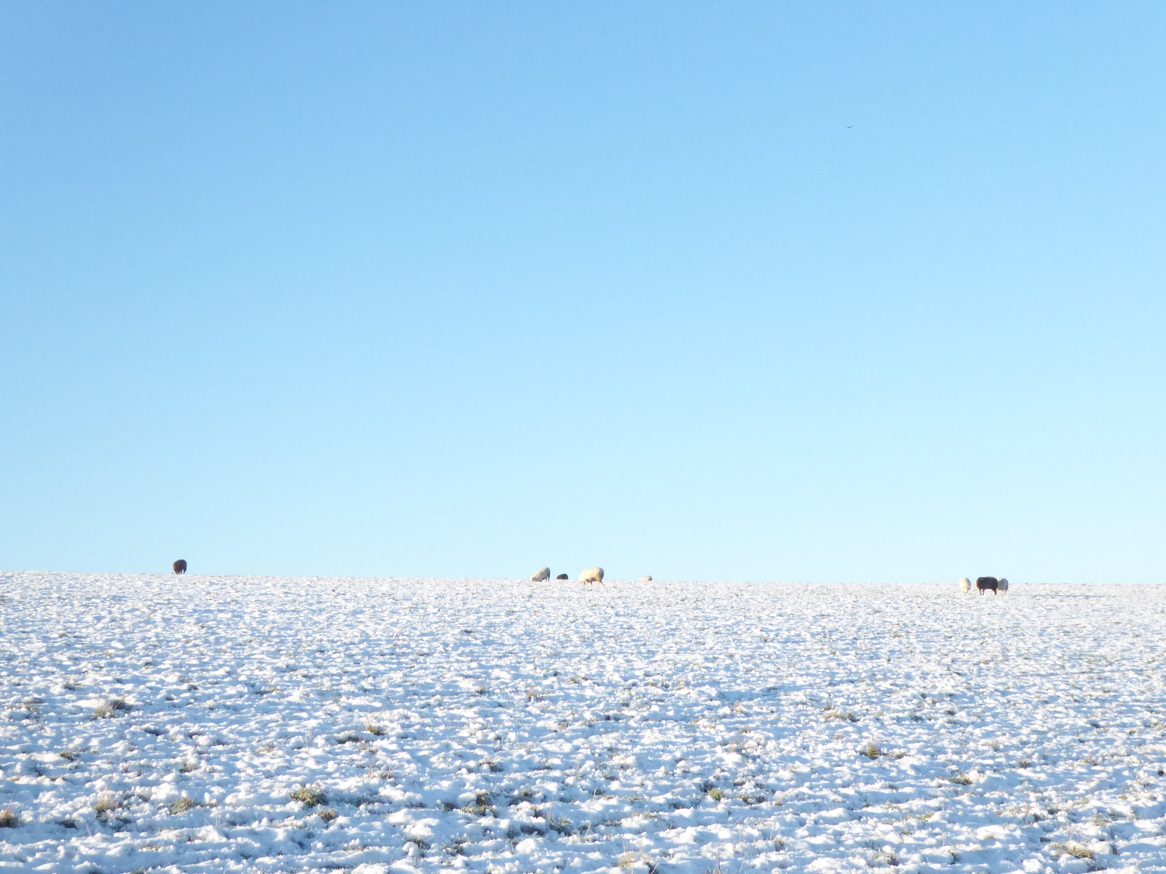 A plain white snowy hill with sheep dotted in the distance, blue skies above.