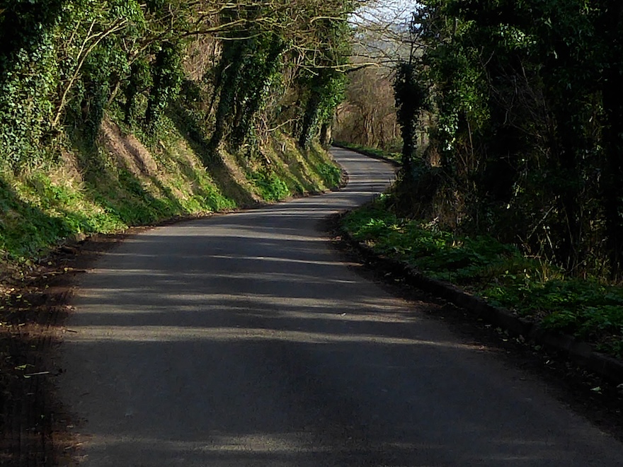 A tree lined road looking 